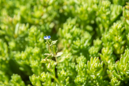 Veronica arvensis blue common speedwell among stonecrop succulent green leaves closeup