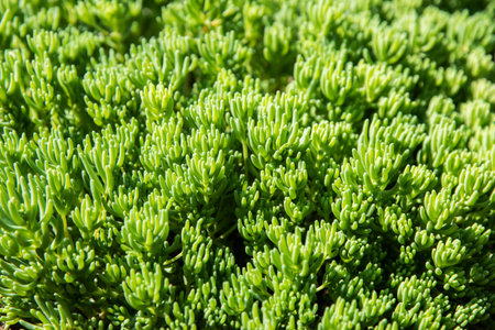Green succulent plant in the garden. Close up of succulent plant.の写真素材