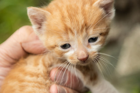 Newborn ginger kitten in the hands of a man close-up portraitの写真素材