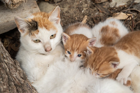 Orange and white mother cat nursing her newborn kittens in a village yardの写真素材
