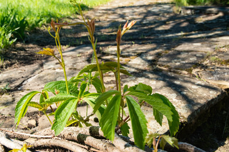 Virginia creeper Parthenocissus quinquefolia new leaves closeup in springtimeの写真素材