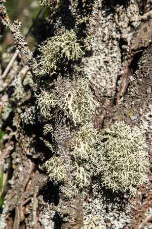 Iceland moss lichen on tree branch closeupの写真素材