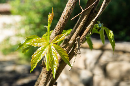 Virginia creeper Parthenocissus quinquefolia new leaves closeup in springtimeの写真素材