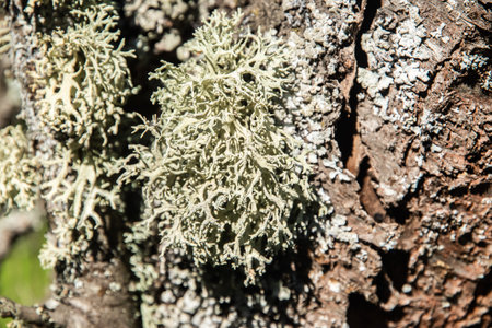 Iceland moss lichen on tree branch closeupの写真素材