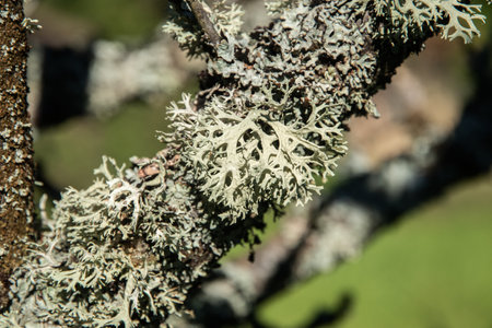Iceland moss lichen on tree branch closeupの写真素材