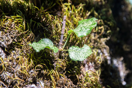 Green sprout growing from the moss tree bark closeupの写真素材