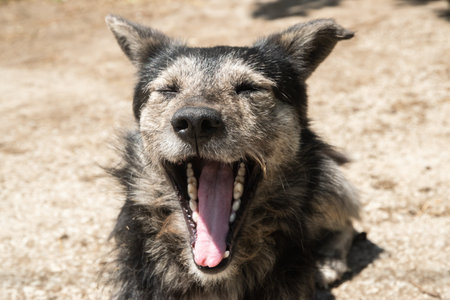 Funny adorable mongrel stray dog yawningの写真素材
