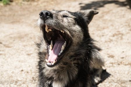 Funny adorable mongrel stray dog yawningの写真素材
