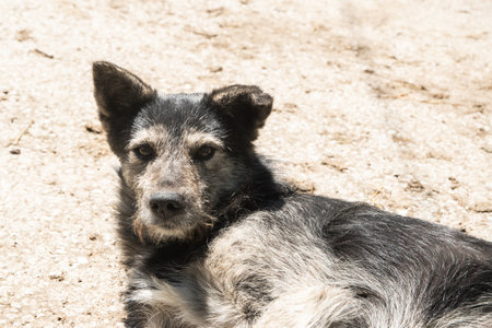Adorable homeless mongrel dog is lying on the ground and looking at cameraの写真素材