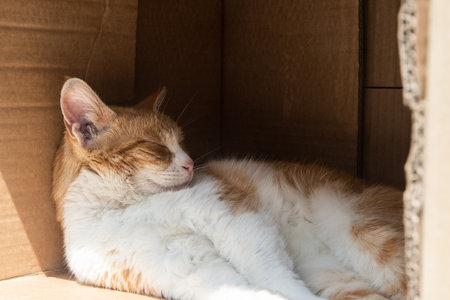 Cute ginger cat sleeping in a cardboard box. Selective focus.の写真素材