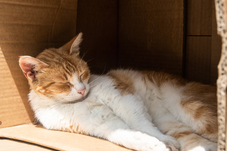 Cute red cat sleeping in a cardboard box in the sun.の写真素材