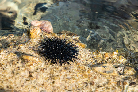 Beautiful Strongylocentrotus spiny black sea urchins firmly clinging to a sunlit rocky shore with clear waterの写真素材