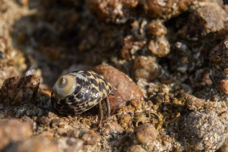 A small Monodonta labio lipped periwinkle toothed top shell sea snail with a patterned shell on a...