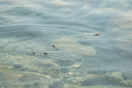 Small fish feed on dead phytoplankton in clear, warm coastal watersの写真素材