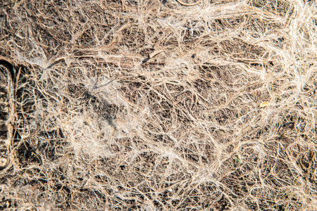 Plant roots intertwined in soil, forming a detailed organic abstract closeup background