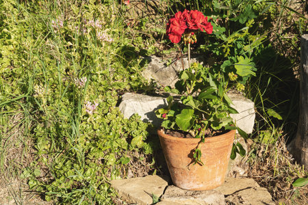 Red geranium flowers in a clay pot on a stone path.の写真素材