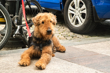 Airedale Terrier dog sitting on the pavement in the city.の写真素材