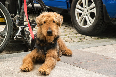 Handsome young male Airedale Terrier patiently waiting by an his owner's bicycle on a city sidewalkの写真素材