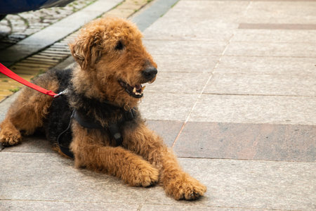 Handsome young male Airedale Terrier patiently waiting by an his owner's bicycle on a city sidewalkの写真素材