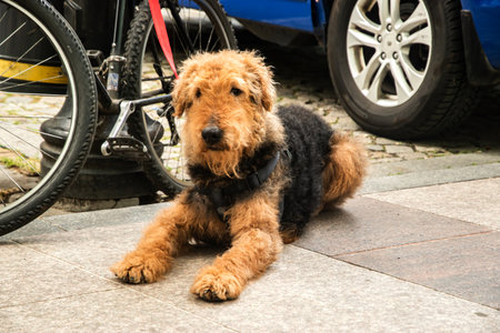 Handsome young male Airedale Terrier patiently waiting by an his owner's bicycle on a city sidewalkの写真素材