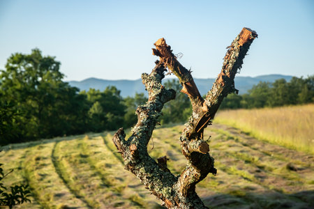 Dry, pruned tree branches against a mown rural field and distant mountains