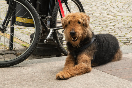 Airedale Terrier dog sitting on the street with bicycle.の写真素材