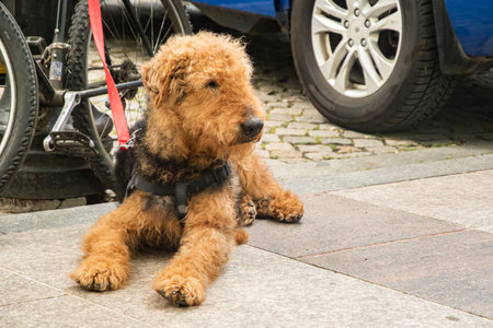 Handsome young male Airedale Terrier patiently waiting by an his owner's bicycle on a city sidewalkの写真素材