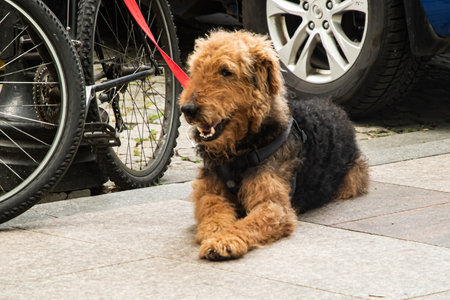 Airedale Terrier sitting on the pavement in the city.の写真素材