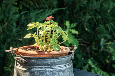 Plant in a clay pot inside a rustic hammered tinplate pot, set in a sunny garden