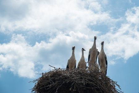 White storks in a nest on a background of blue sky.