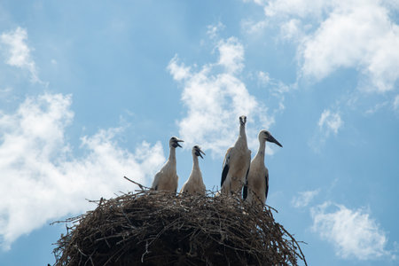 Storks in a nest on a background of blue sky with clouds