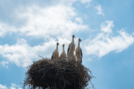 White storks in a nest on a background of the blue sky