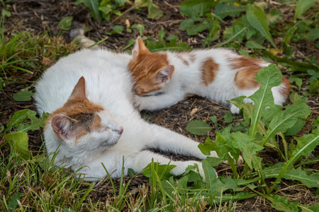 A mother cat tenderly nursing her tiny kitten in the grass, a peaceful scene of rural family life