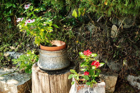Flowers in a pot on a wooden stump in the garden.の写真素材