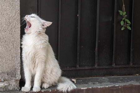 White cat yawning in front of the black door of the houseの写真素材