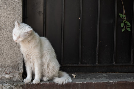 White cat sitting on the stairs in front of a black door.の写真素材