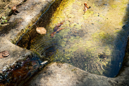 Clear, fresh spring water flowing into an old rustic stone trough in a sunny, quiet forest setting.