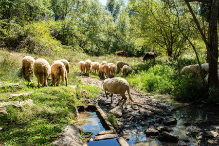 A peaceful flock of sheep grazing freely on a green pasture, depicting ecological and humane farmingの写真素材
