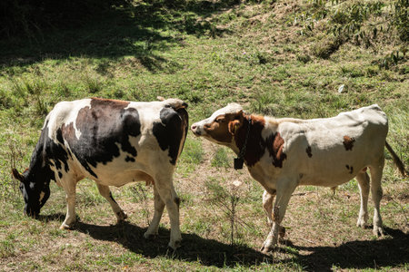 A curious young calf sniffing a cow, showing early signs of maturity and interest in animal behavior