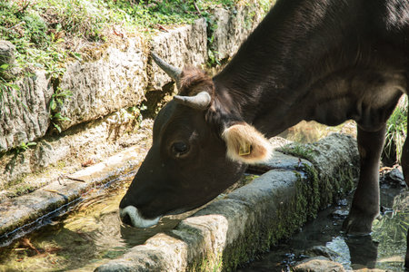 A farm cow drinks clear, fresh water from an old stone trough in a clean, rural mountain settingの写真素材