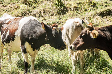 Herd of cows grazing in a meadow in the countryside.の写真素材