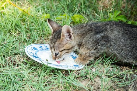 Kitten eating food from the plate in the garden, Thailand.の写真素材