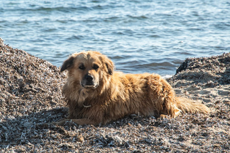 A charming mixed-breed dog resting peacefully on sunlit dry seaweed by the calm summer seaの写真素材