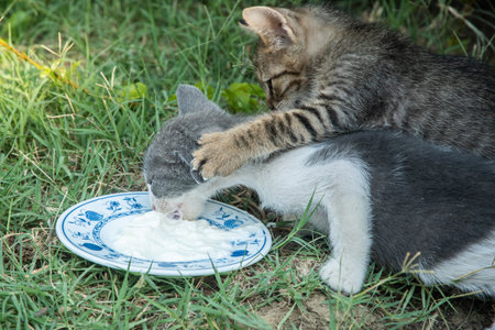 Compassion for strays: Two cute kittens enjoy a much-needed yogurt meal outside on the grass.の写真素材