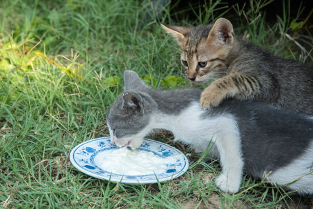 Compassion for strays: Two cute kittens enjoy a much-needed yogurt meal outside on the grass.の写真素材