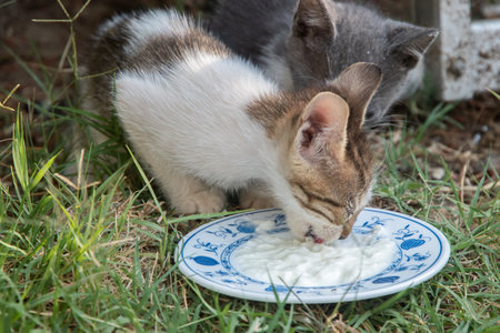 Kittens drinking milk from a plate in the garden, selective focusの写真素材
