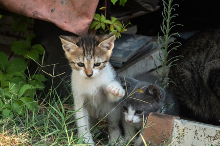 Little kittens playing together in the garden. Selective focus on the kittenの写真素材