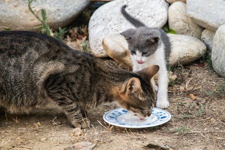 Homeless mother cat and her small kitten sharing milk outdoors, highlighting animal rescue and careの写真素材
