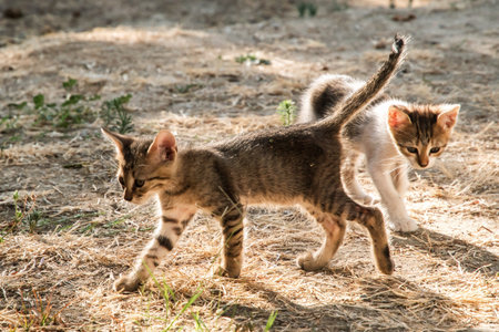 Two adorable small tabby kittens running and exploring on dry grass and dirt in a sunny backyardの写真素材