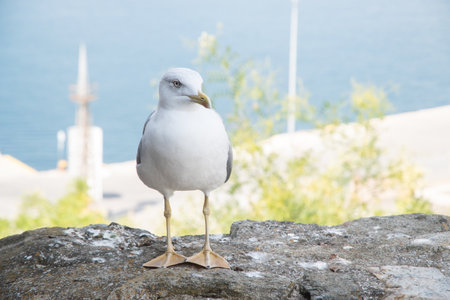 Seagull standing on a stone against the background of the seaの写真素材